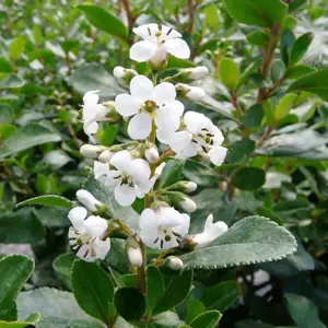 Escallonia 'Iveyi'